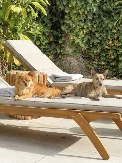 Beliani Aurinkotuoli Ruskeanharmaalla Pehmusteella CESANA 17 Beliani Aurinkotuoli Ruskeanharmaalla Pehmusteella CESANA -Ulkokalusteet shop undef src sa picid 848159 type whitesh image scaled